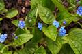 Omphalodes verna IMG_9476 Ułudka wiosenna